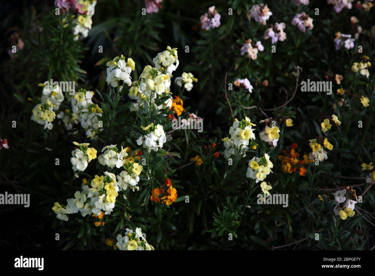 Fiori di Wallflowers Erysimum Foto Stock