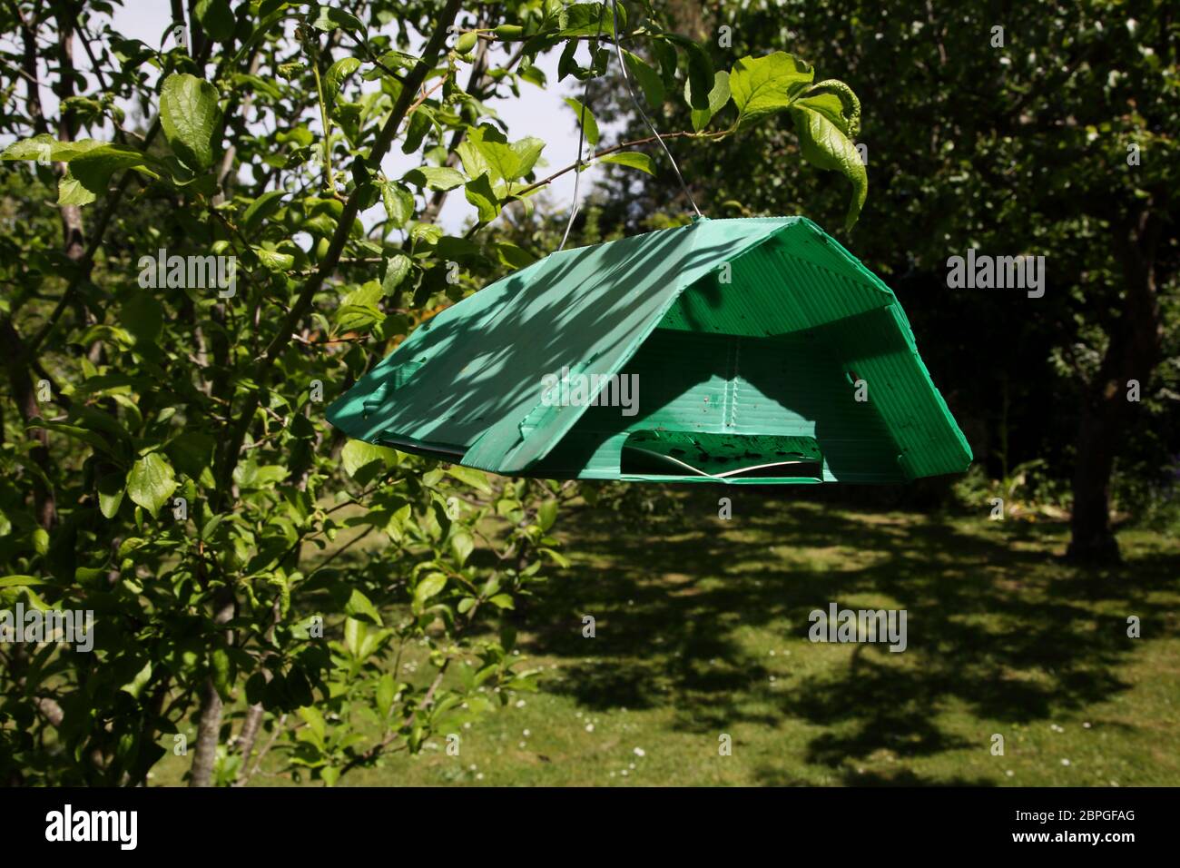 Trappola di falce di coccodrillo appesa all'albero di mele in Garden Surrey Inghilterra Foto Stock