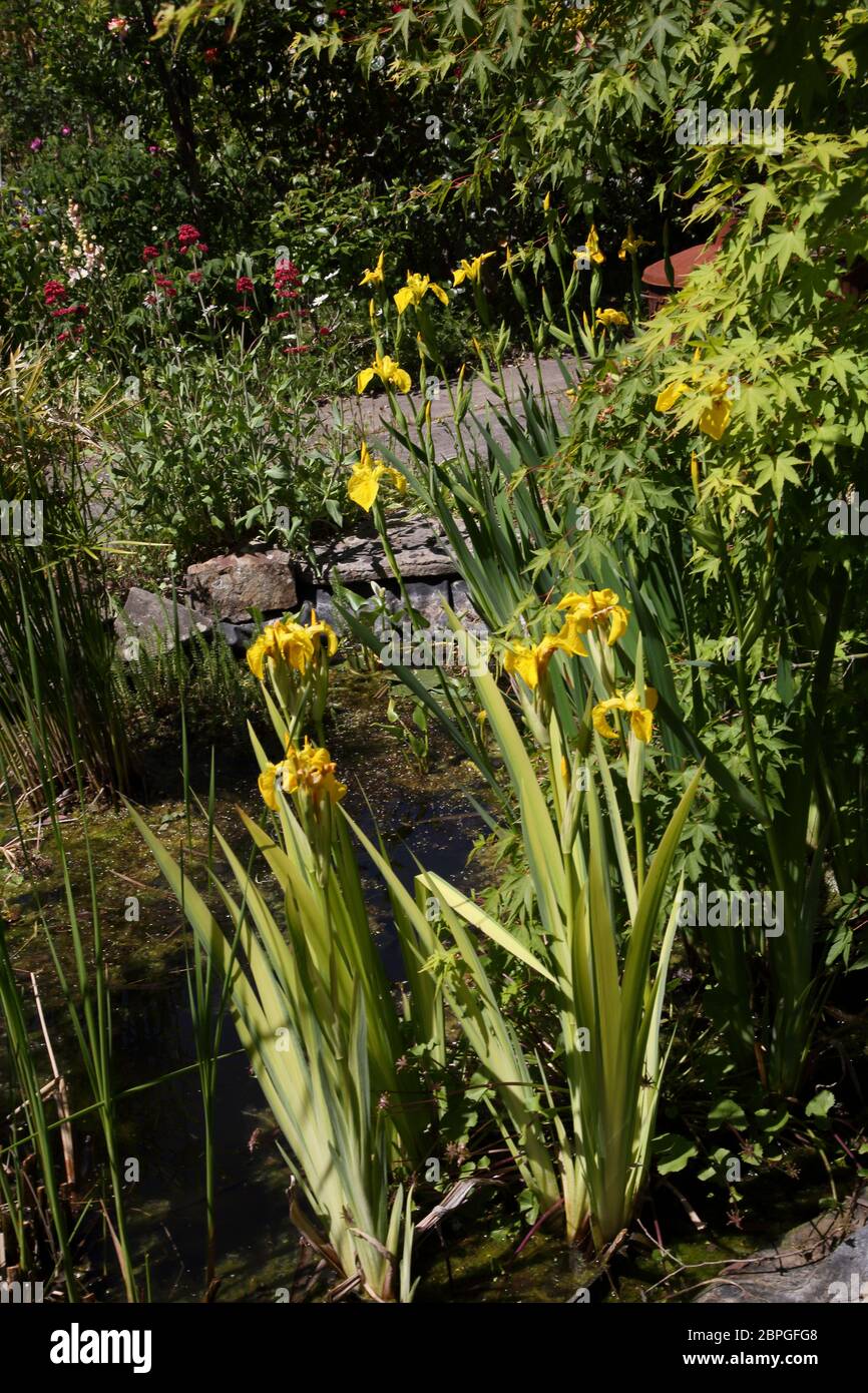 Iris pseudacorus (bandiera gialla, iride gialla, bandiera dell'acqua) è una specie di pianta della famiglia Iridaceae. Foto Stock