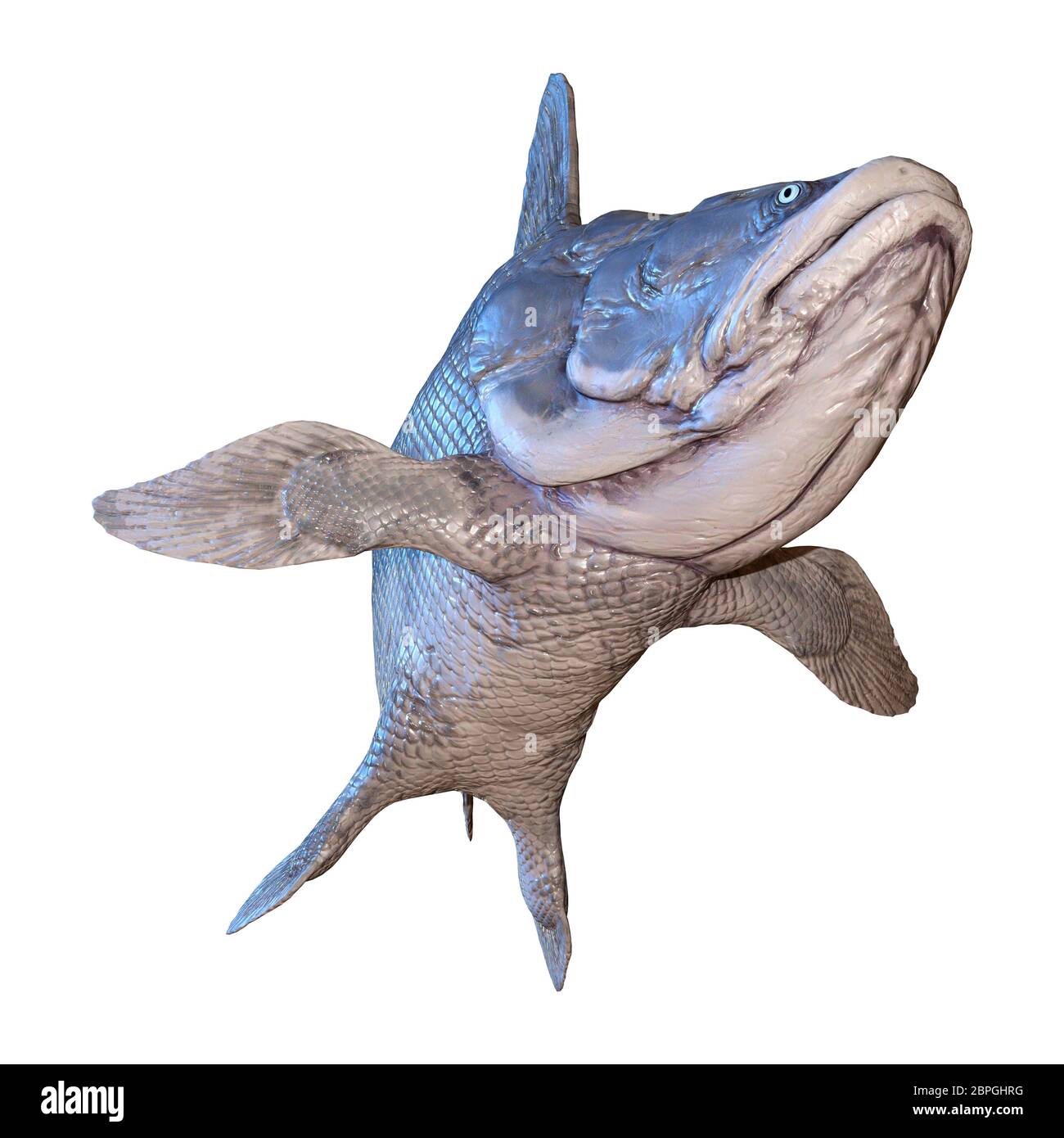 3D rendering di un Mawsonia, un genere estinto di epoca preistorica esemplare di Coelacanthus pesce isolato su sfondo bianco Foto Stock