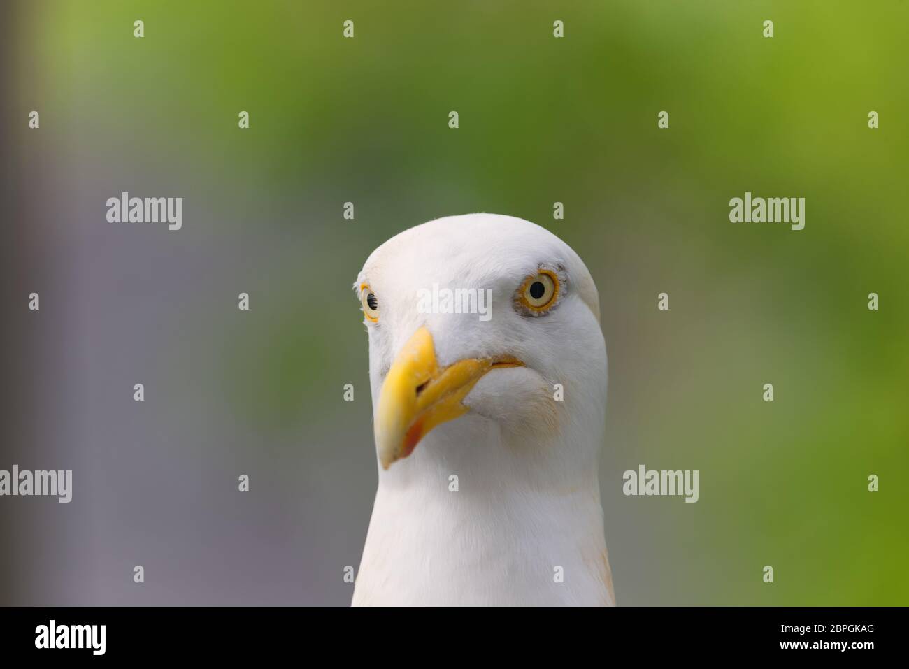 primo piano della testa dei gabbiani di aringa Foto Stock