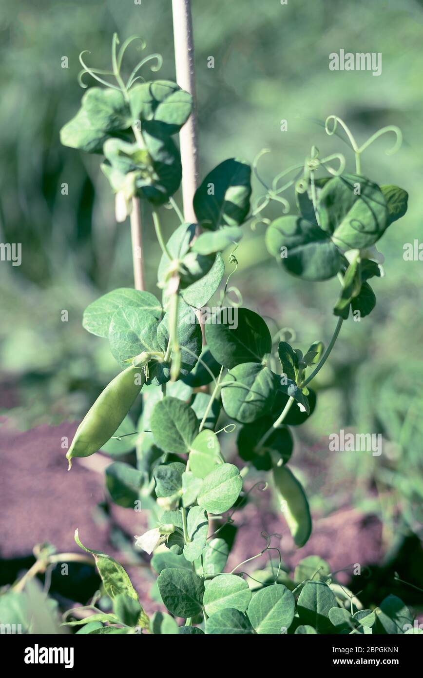 Verde vegetale organico di crescita della pianta in un auto-sufficienti homegrown orto con prodotti freschi e di nutrienti e salutari Snow piselli in estate la luce del sole. Foto Stock