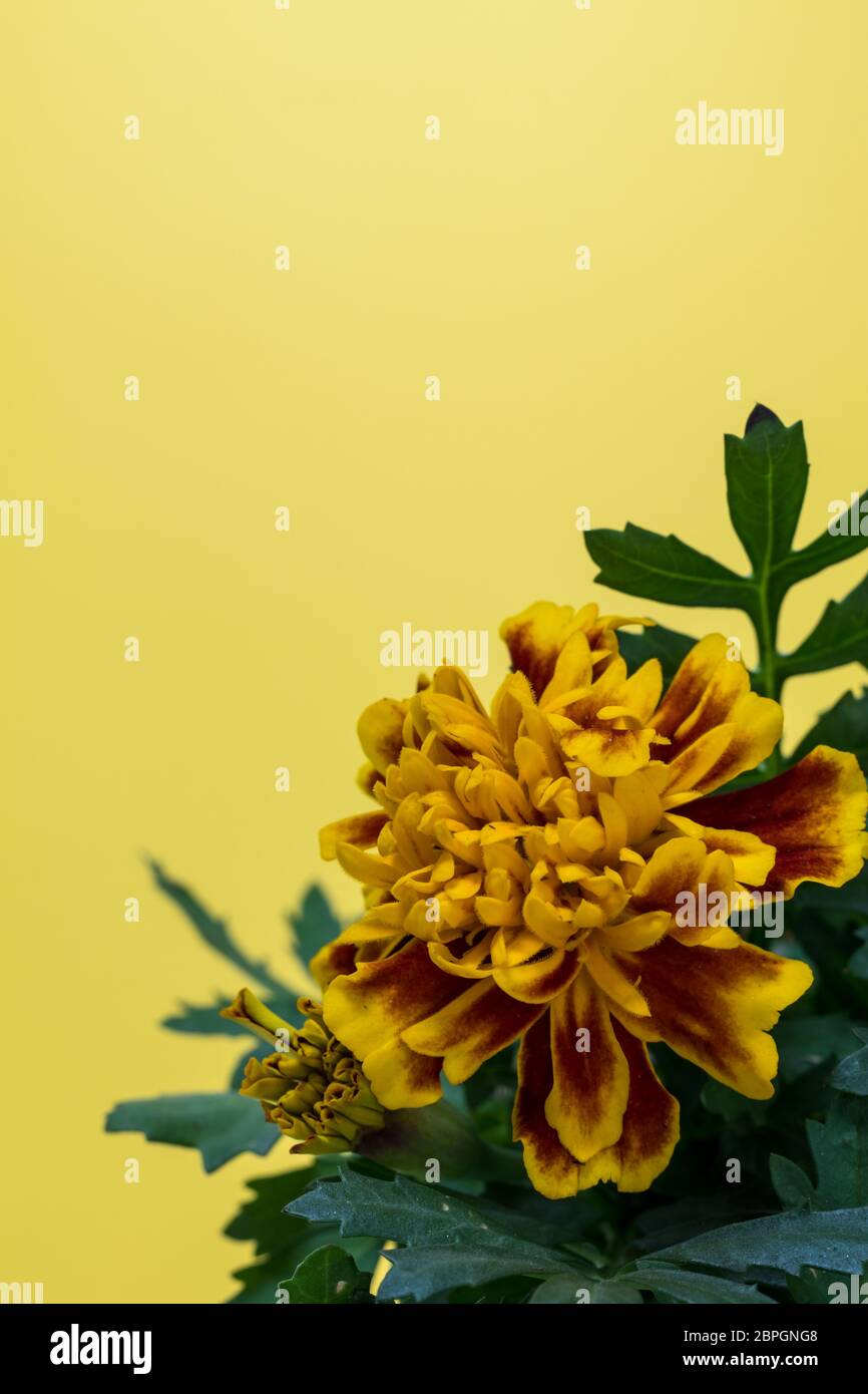 Oro e arancio fiore francese marigold, Patula di Tagetes, in basso angolo per la copia spazio Foto Stock