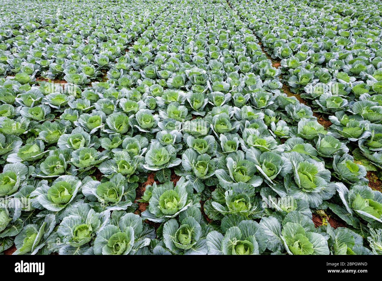 Piantagione di cavolo o Brassica oleracea bellissima natura righe di verdura verde nell'area coltivata, agricoltura nelle zone rurali in alta montagna Foto Stock