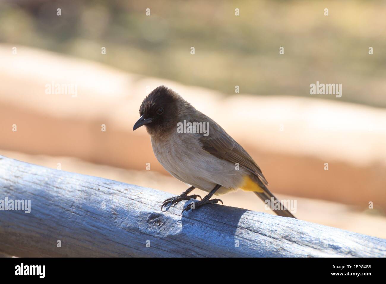 Bulbul comune vicino fino dal Parco Nazionale di Pilanesberg, Sud Africa. Safari e la fauna selvatica. Birdwatching.Pycnonotus barbatus Foto Stock