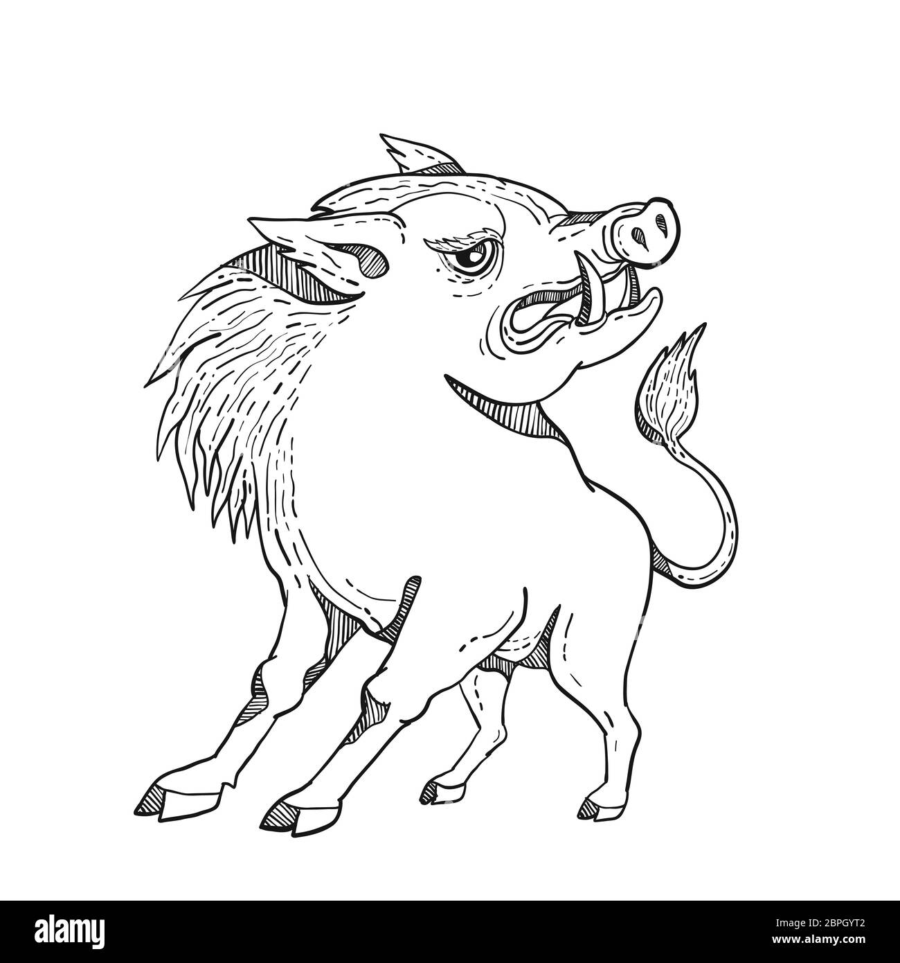 Doodle arte illustrazione di un razorback, maiale selvatico Cinghiale o Maiale guardando a lato su sfondo isolato fatto in bianco e nero in stile caricatura. Foto Stock
