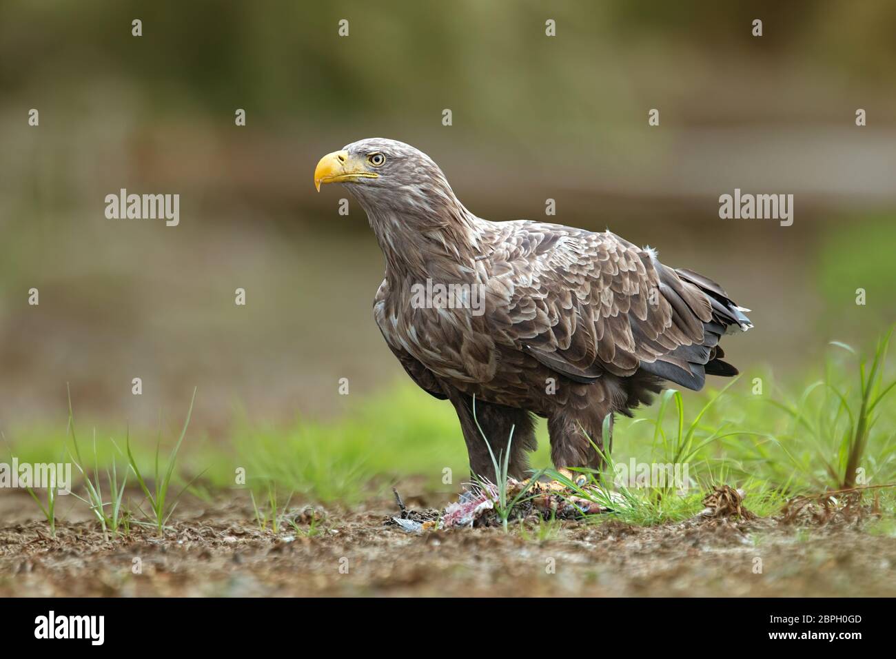 Adulto bianco-tailed eagle, halitaeetus albicilla, in ambiente naturale alimentazione su un pesce catturato. Ritratto Dettagliato di uccelli selvatici in estate. Foto Stock