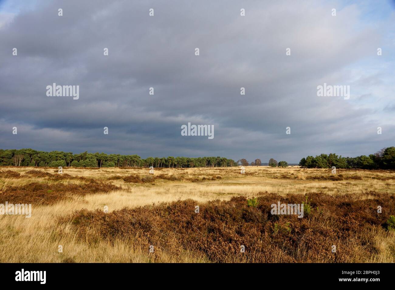 Trail nel Parco Nazionale Hoge Veluwe nei Paesi Bassi Foto Stock