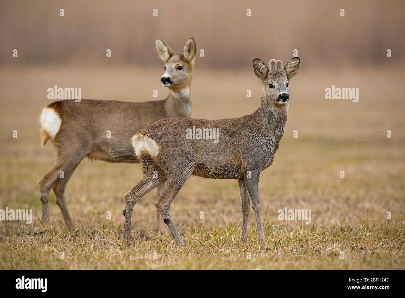 Il capriolo Capreolus capreolus, in primavera con erba secca sfocati in background. Madre e figlio di animali selvatici in environemnt naturale. Foto Stock