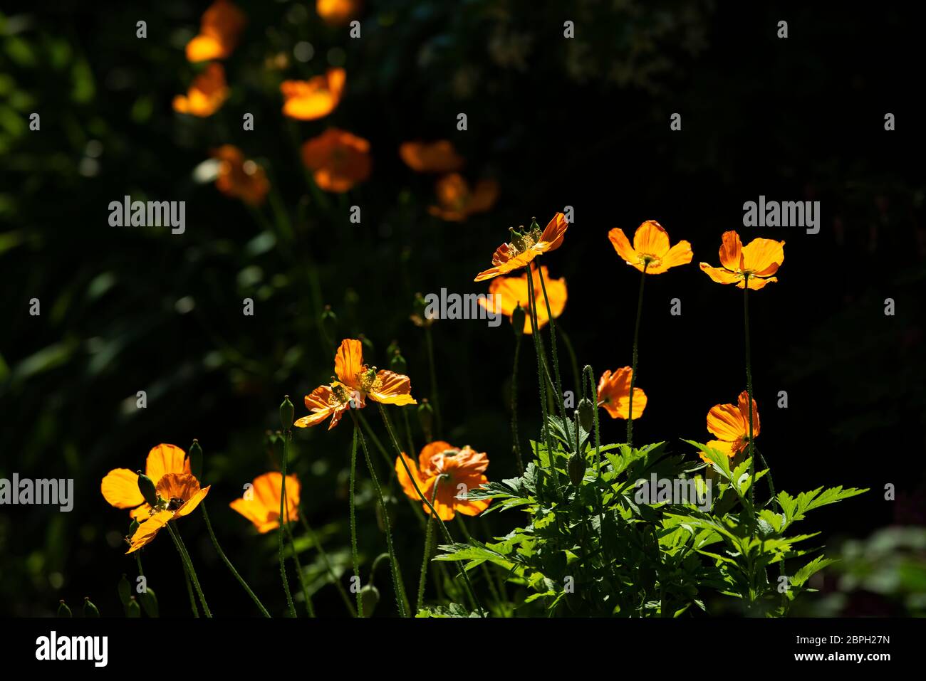 Thaxted, Regno Unito. 19 maggio 2020. Thaxted Essex England Garden Flowers 19 maggio 2020 Anemone fotografato nel giardino fotografi durante la settimana in cui il Chelsea Flower Show dovrebbe essere a Londra, ma è stato annullato per la prima volta dalla seconda guerra mondiale a causa della pandemia di Coronavirus. Credit: BRIAN HARRIS/Alamy Live News Foto Stock