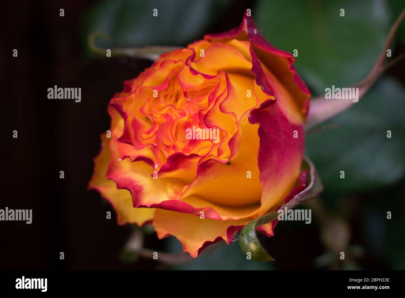 Tequila Sunrise è rosa un bellissimo e grande fiore Hybrid Tea rosa con insolite fioriture di giallo dorato brillante bordato scarlatto. Foto Stock