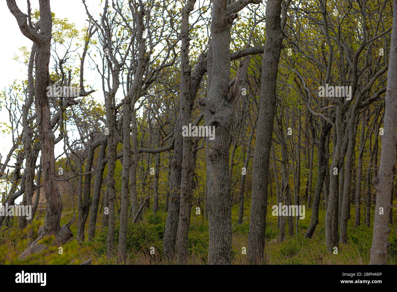 Paesaggio costituito da boschi con molti alberi in East Hampton, NY Foto Stock