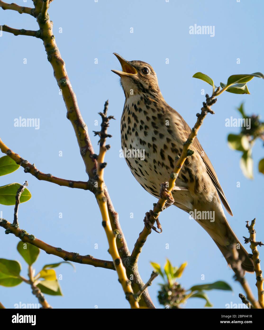 Canzone Thrush (Turdus philomelos) che canta da un albero agile, Warwickshire Foto Stock