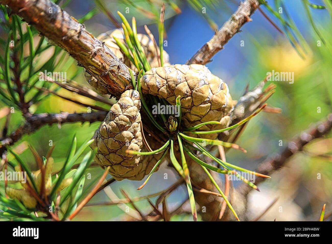 Due di pino silvestre rocche su un albero prima dell'apertura. Foto Stock