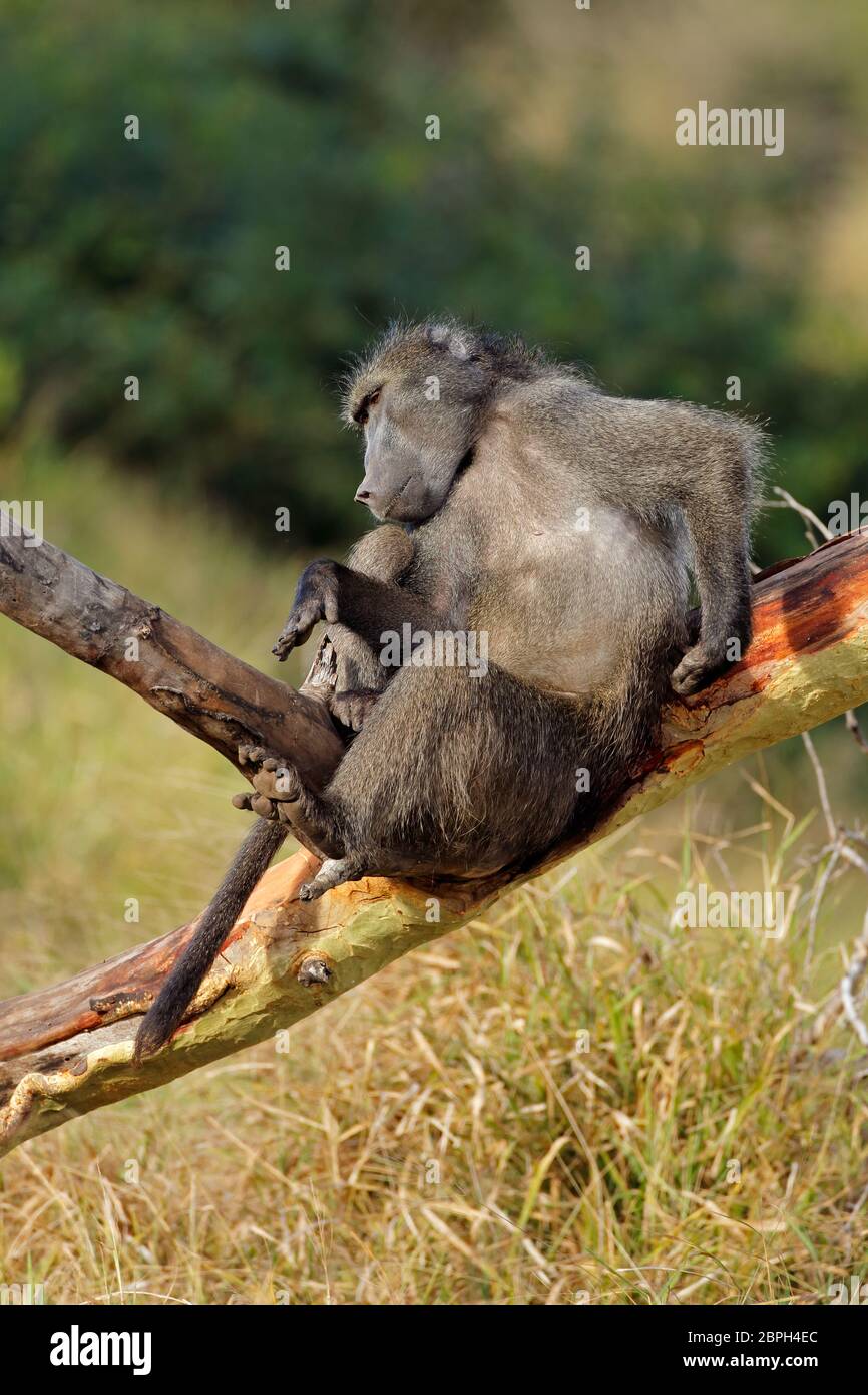 Grandi ragazzi chacma baboon (Papio ursinus) in una struttura ad albero, Mkuze Game Reserve, Sud Africa Foto Stock