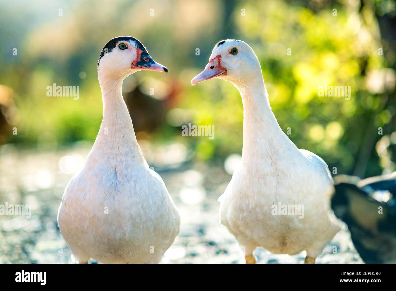 Anatre alimentano su barnyard rurale tradizionale. Particolare di una testa d'anatra. Primo piano di uccelli acquatici in piedi sul cortile fienile. Concetto di allevamento di pollame di gamma libera. Foto Stock