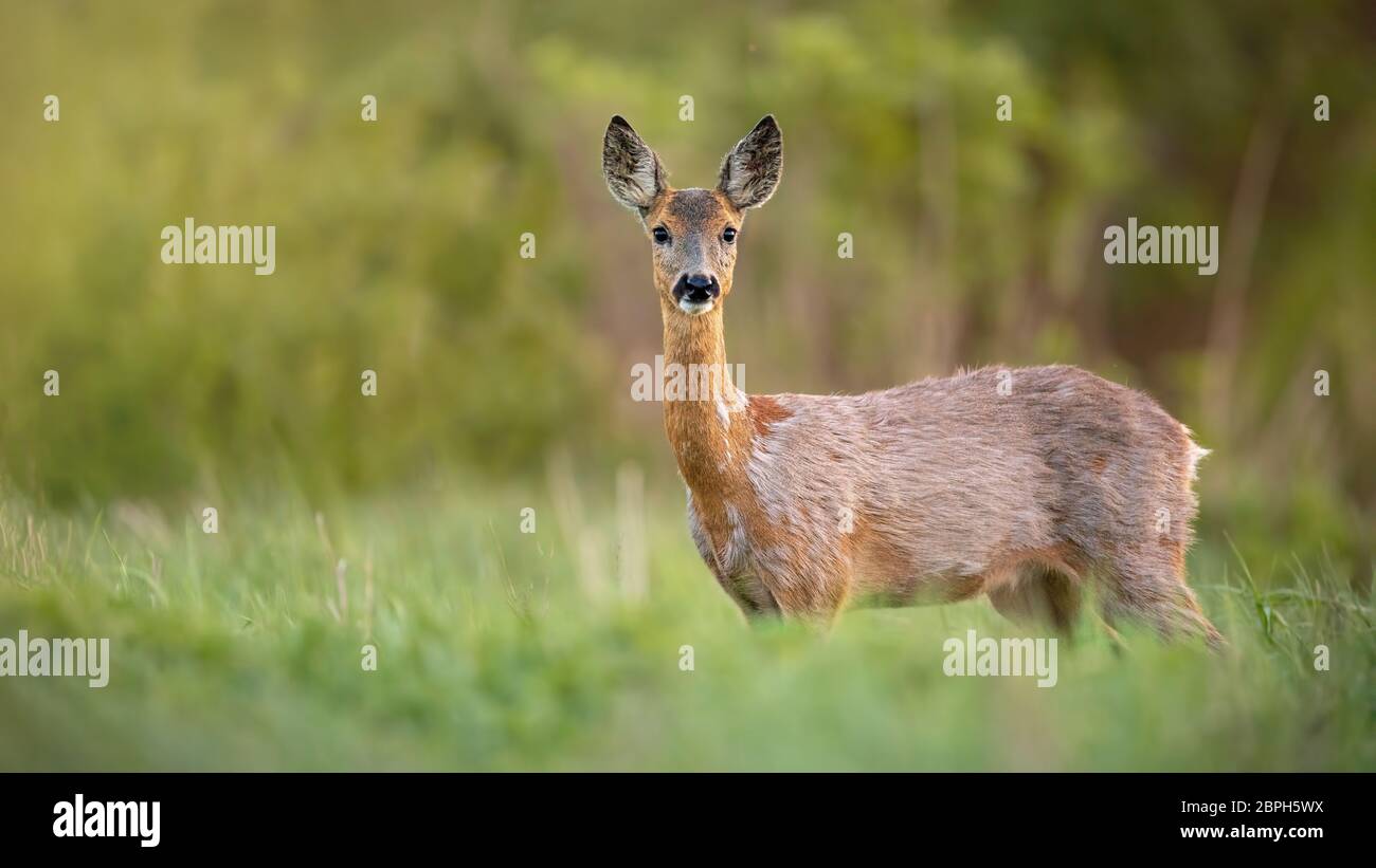 Il capriolo Capreolus capreolus, la femmina del cervo femmina in primavera in piedi su un prato. Primo piano di un mammifero selvaggio con sfondo sfocato. Foto Stock