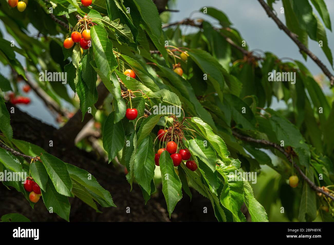 Le ciliegie appeso a un albero ciliegio filiale. Foto Stock