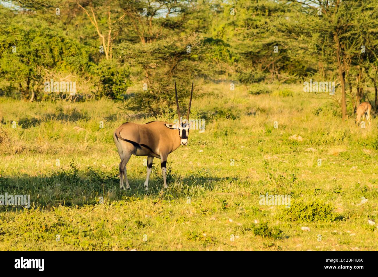 Antelope visto di profilo nella savana di Samburu Park nel Kenya centrale Foto Stock