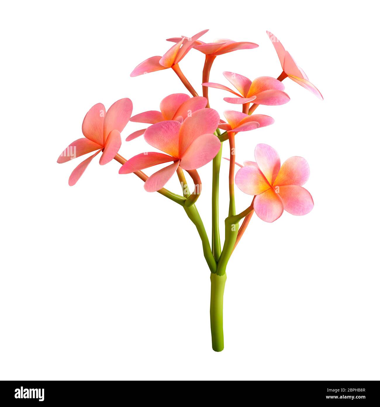 3D rendering di plumeria fiori isolati su sfondo bianco Foto Stock