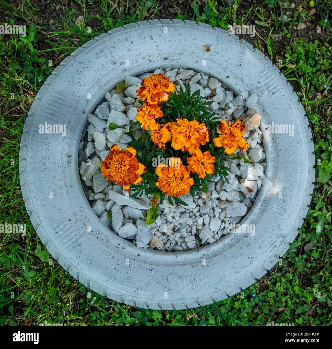 Bucarest/Romania - 05.16.2020: Un pneumatico utilizzato come piantatrice con fiori o piante. Metodo amichevole di riciclaggio degli pneumatici auto Foto Stock