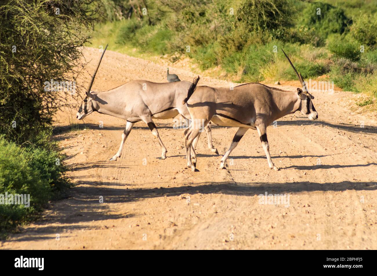 Attraversando due antilopi su di una pista in Samburu Park nel Kenya centrale Foto Stock