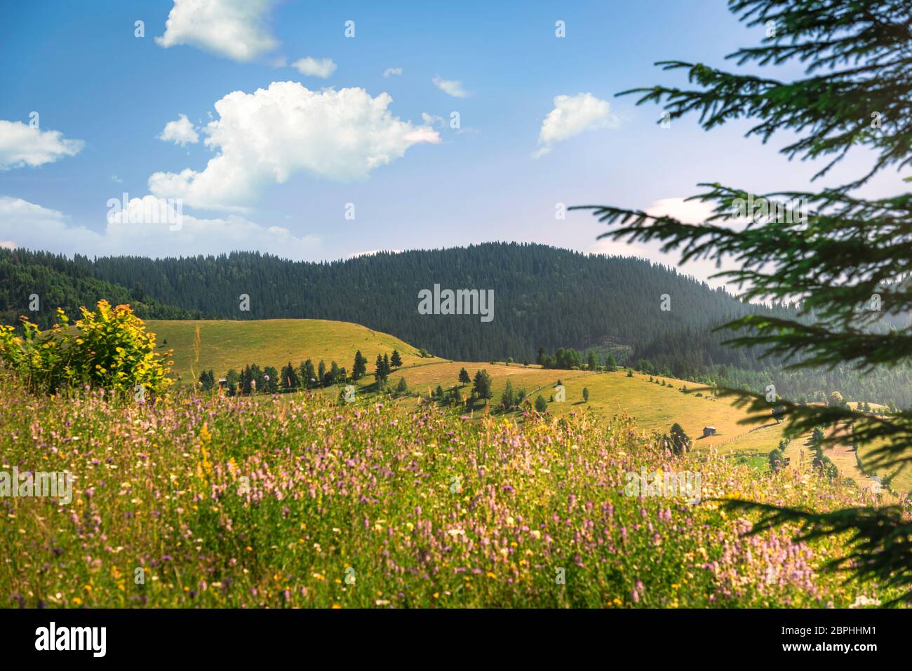 Paesaggio con i Carpazi coperti nella foresta verde, colline e prati con fiori selvatici in fiore. Carattere gioioso sotto il cielo blu. Foto Stock