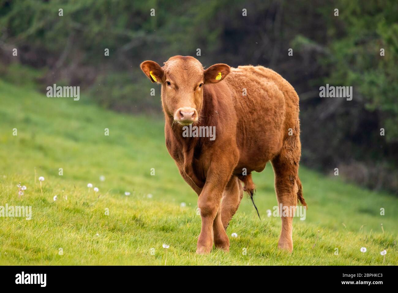 Giovane Devon razza toro in campo agricolo. Foto Stock