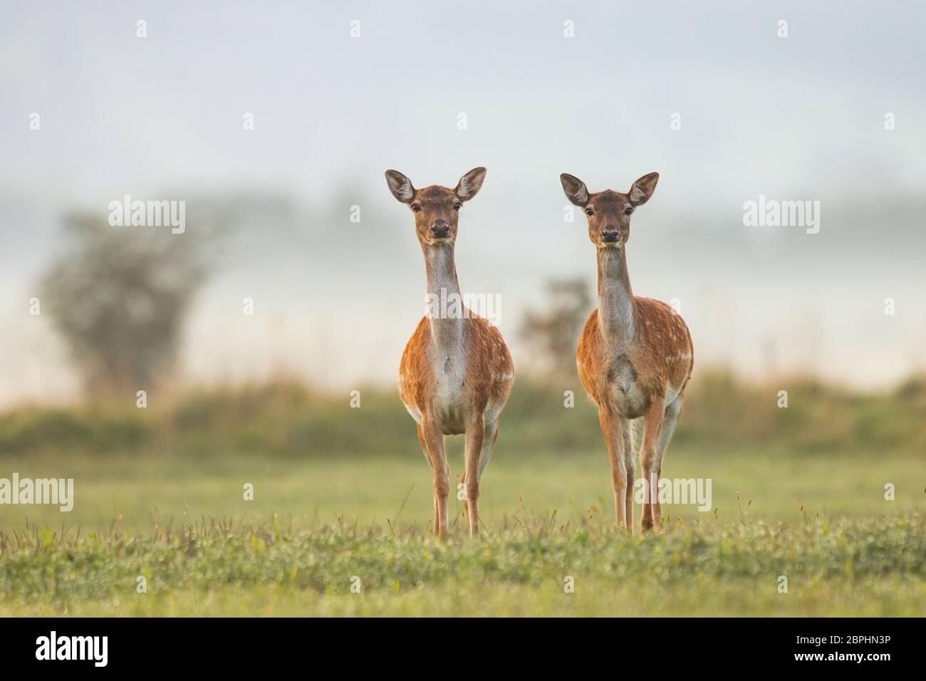Due femmina daino, dama dama, in colori autunnali nei primi raggi solari. Immagine dettagliata di due animali selvatici con sfondo sfocato. La fauna selvatica scenario wit Foto Stock