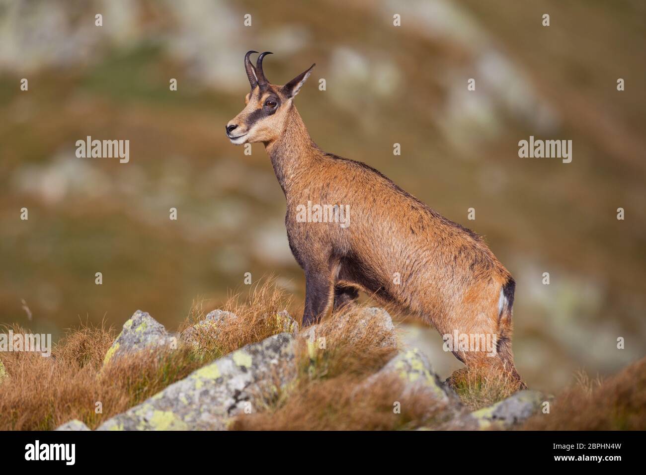 Camoscio Rupicapra rupicapra, maestosamente situato rocce in alta montagna. Estate foto fauna selvatiche di animale di montagna. Foto Stock