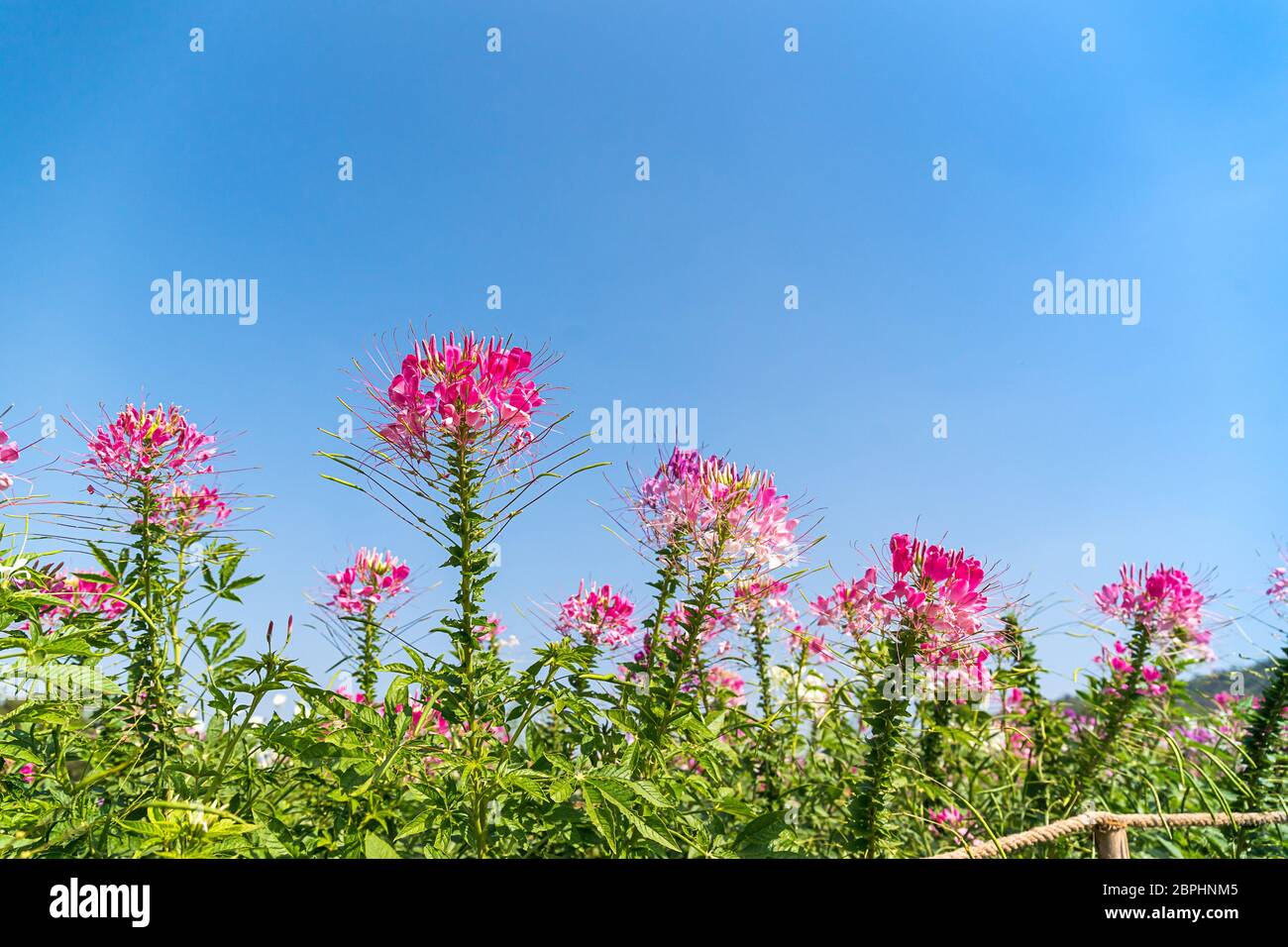 Close up rosa e bianco fiore ragno(Cleome hassleriana) nel giardino agente cielo blu Foto Stock