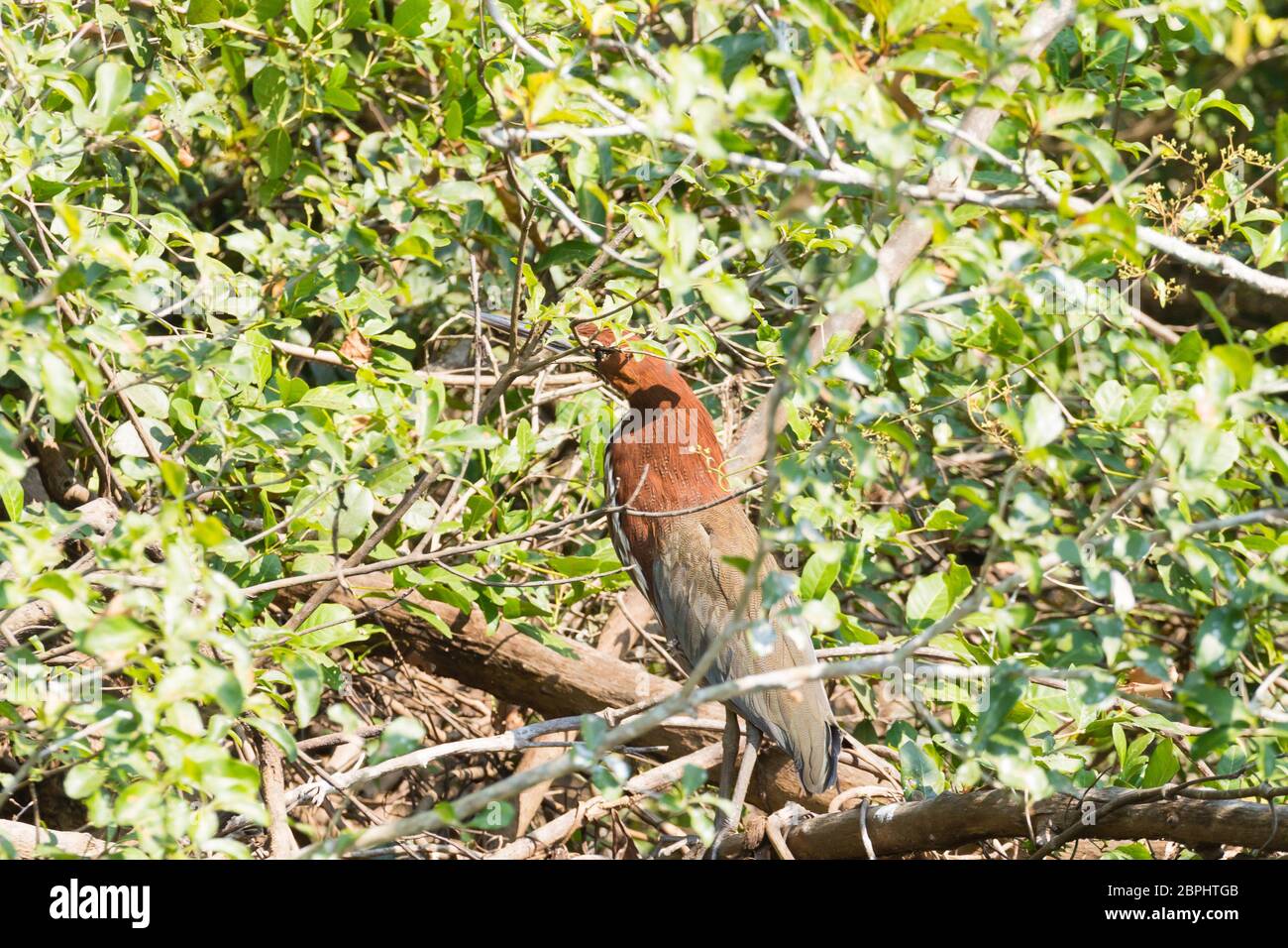 Rufescent tiger heron sulla natura nel Pantanal, Brasile. Brasiliano della fauna selvatica Foto Stock