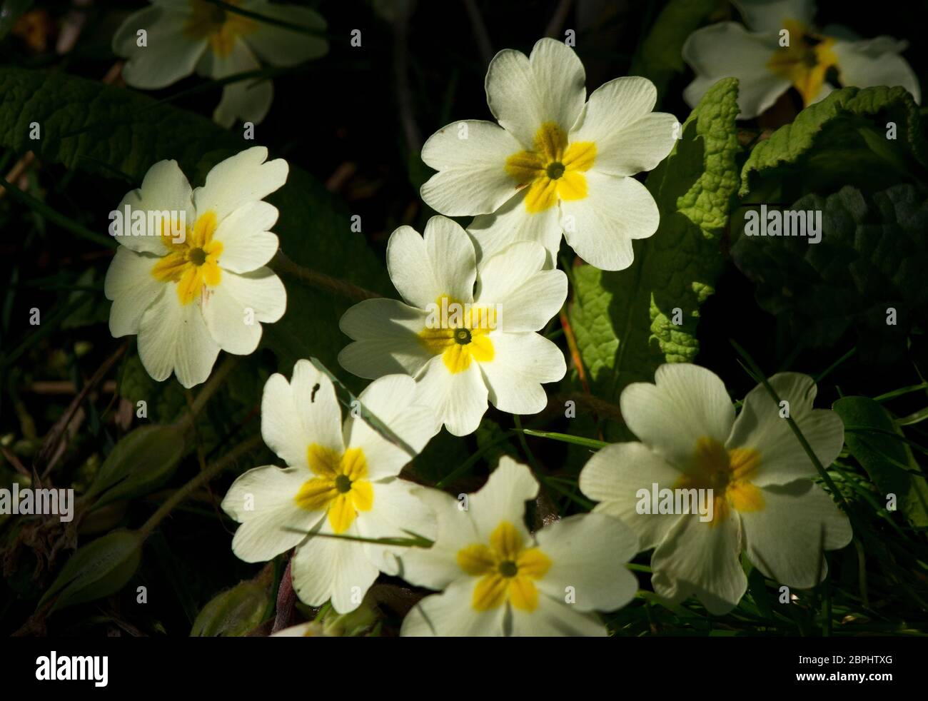 La Primrose è una delle prime piante primaverili a fiorire e sono una bella vista che dà colore ai boschi e alle cime delle scogliere Foto Stock