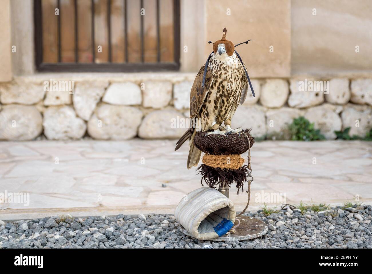 Un falco incappucciato, su un persico, nel vecchio quartiere, Dubai, Emirati Arabi Uniti Foto Stock
