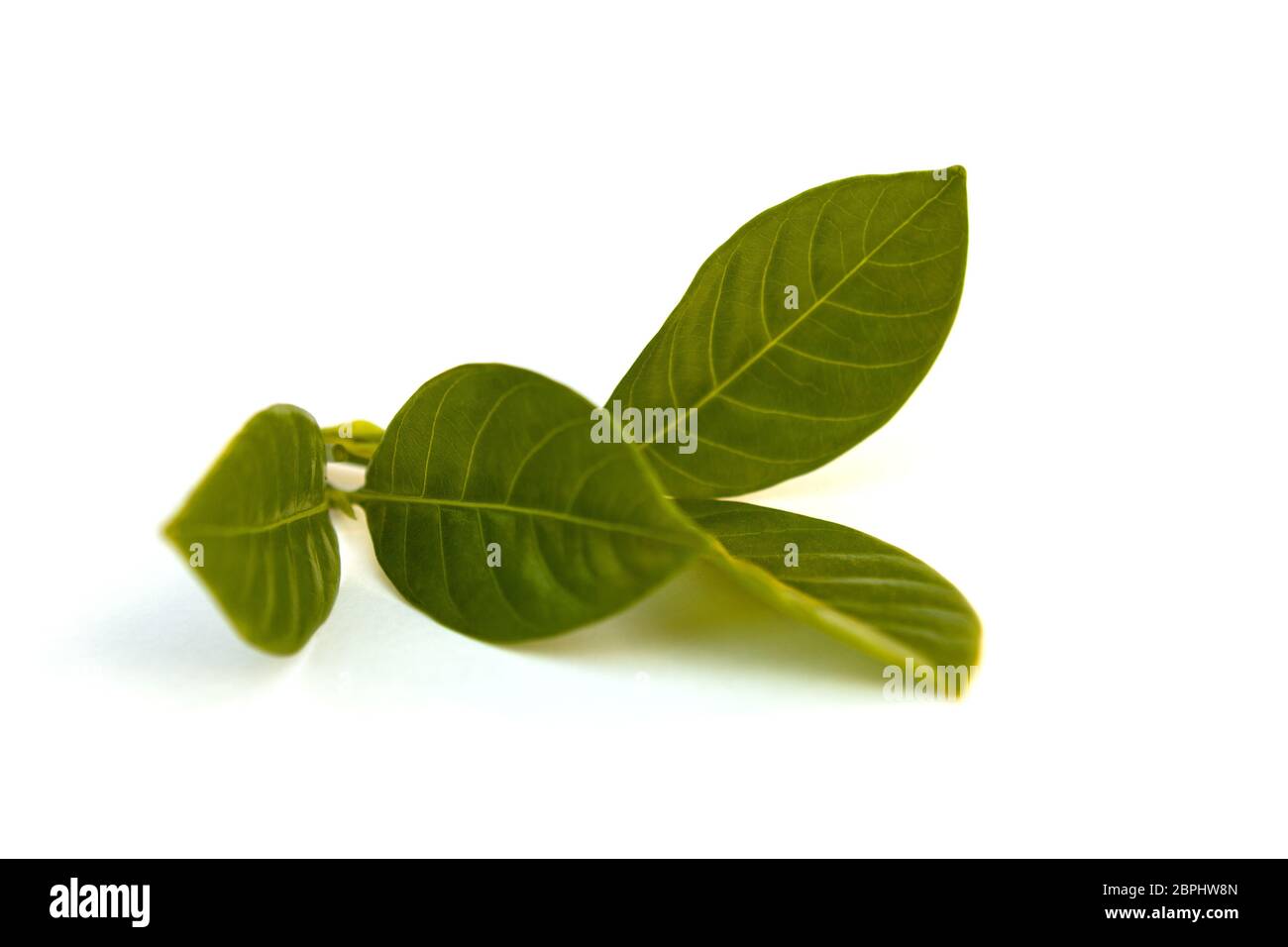 Cape jasmine lascia isolati su sfondo bianco. Foto Stock