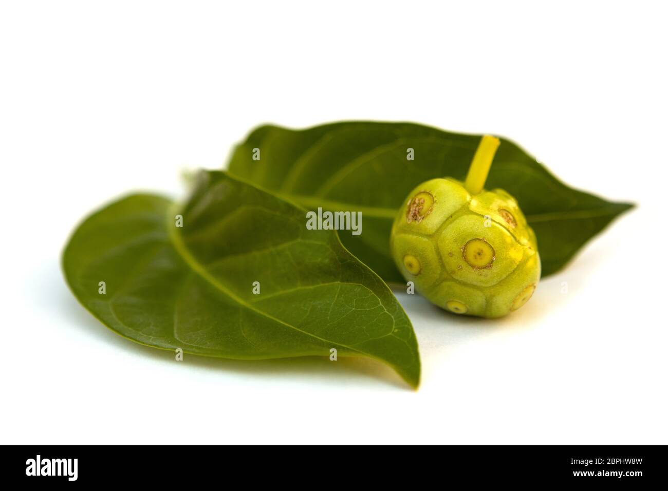 Il Noni frutto tropicale con foglie isolati su sfondo bianco. Immunity booster. Antiossidante. Foto Stock