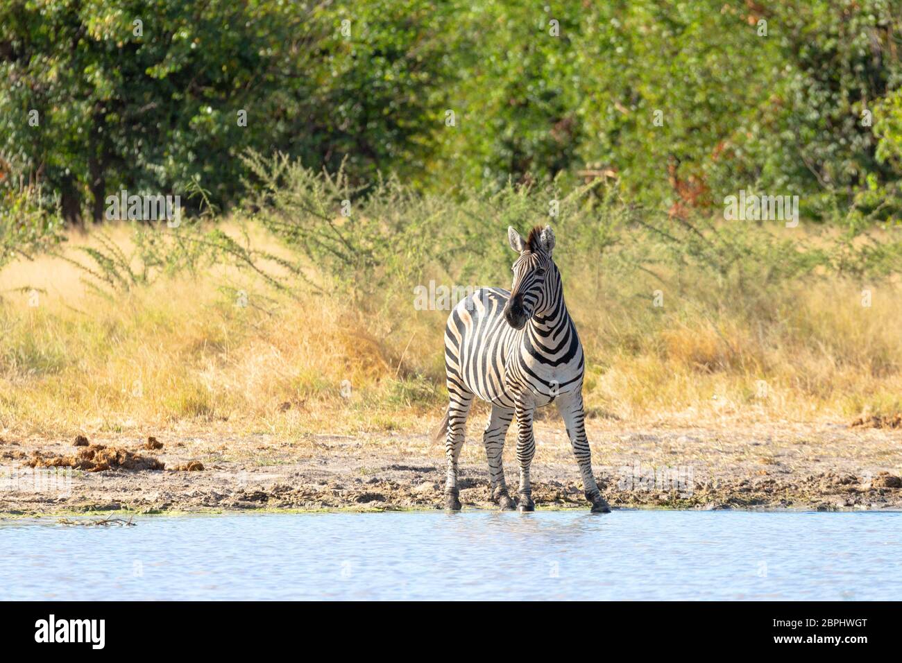 Zebre nella savana africana sul fiume. Moremi Game Reserve, Botswana, Africa safari wildlife Foto Stock