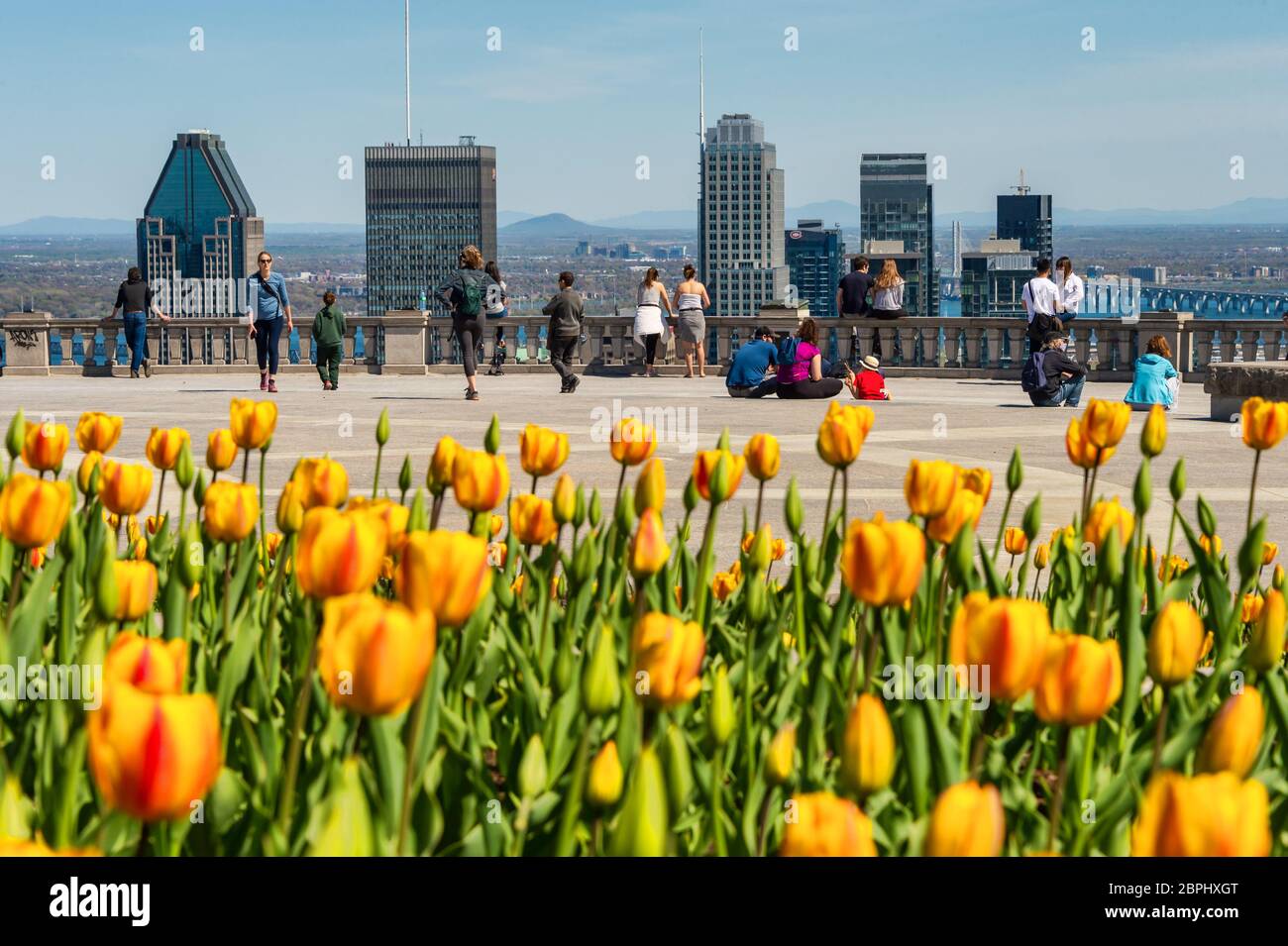 Montreal, CA - 18 maggio 2020: Tulipani gialli che fioriscono in cima allo skyline di Mount Royal, Montreal in lontananza Foto Stock
