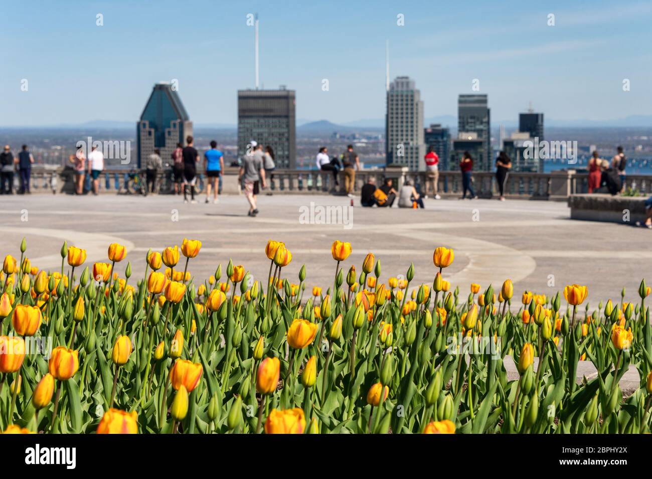 Montreal, CA - 18 Maggio 2020 : tulipani gialli che fioriscono in cima al Monte reale, skyline di Montreal in lontananza Foto Stock