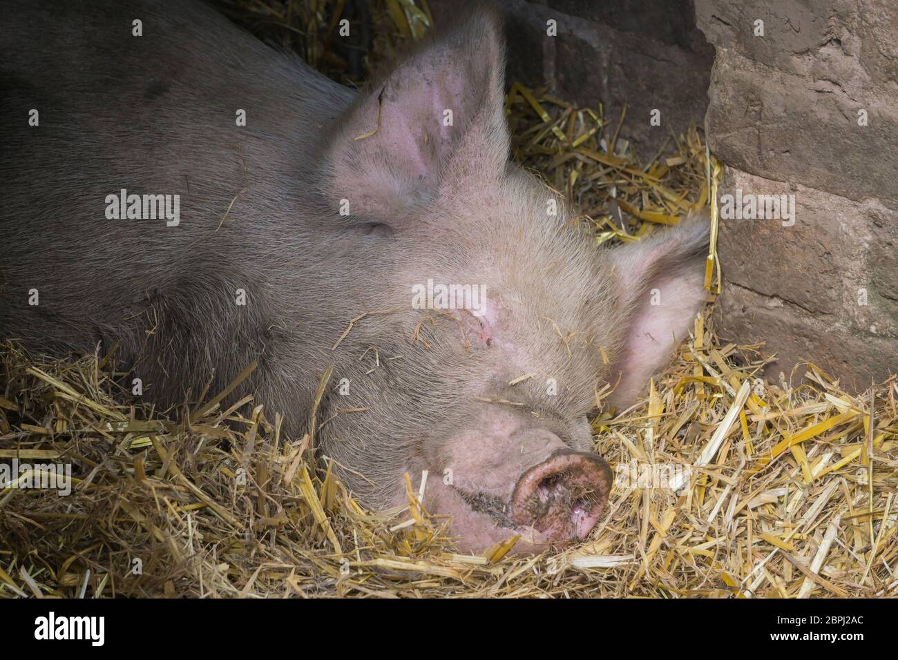 Primo piano cute suino addormentato isolato in paglia in fienile porta godendo di sole estivo. Il maiale britannico (Sus scrofa) si faccia sorridente mentre l'animale si sta addormentando. Foto Stock