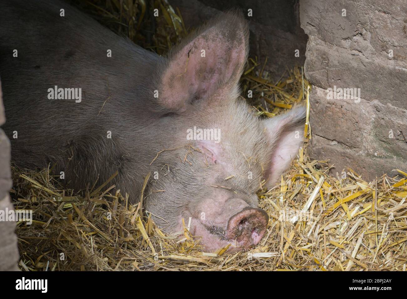 Primo piano cute suino addormentato isolato in paglia in fienile porta godendo di sole estivo. Il maiale britannico (Sus scrofa) si faccia sorridente mentre l'animale si sta addormentando. Foto Stock