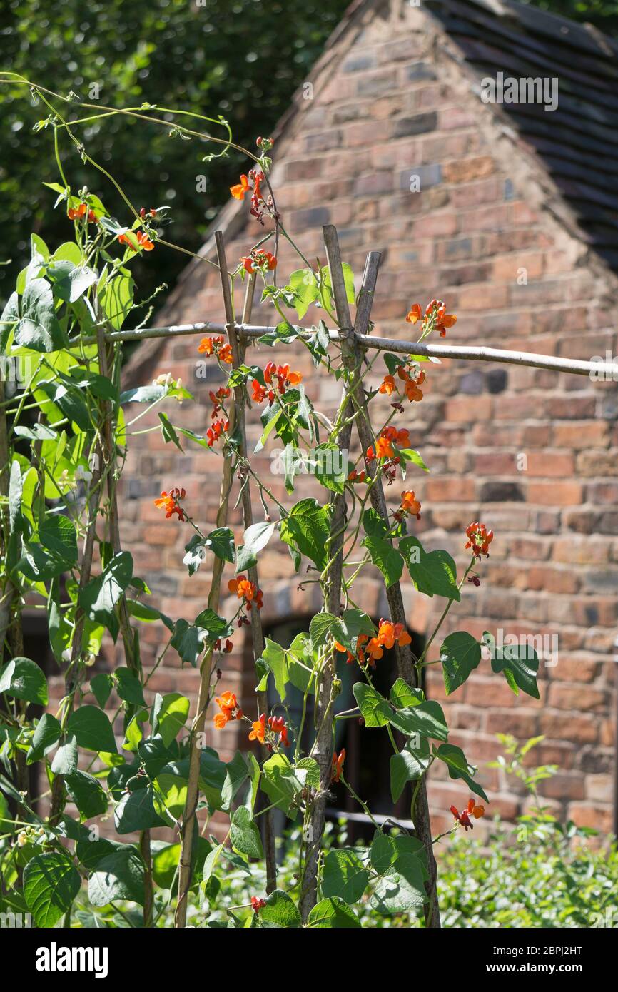 Fagioli corridori (Phaseolus coccineus) coltivare & arrampicarsi su barattoli di bastone di giardino nel giardino di campagna inglese tradizionale nel sole d'estate, Regno Unito. Foto Stock