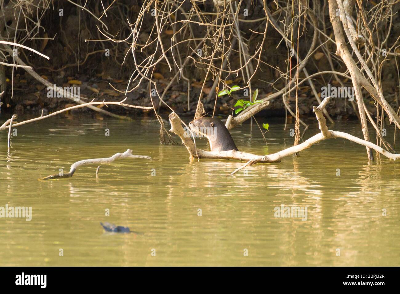 Lontra gigante su acqua da Pantanal zona umida, Brasile. Brasiliano della fauna selvatica. Pteronura brasiliensis Foto Stock