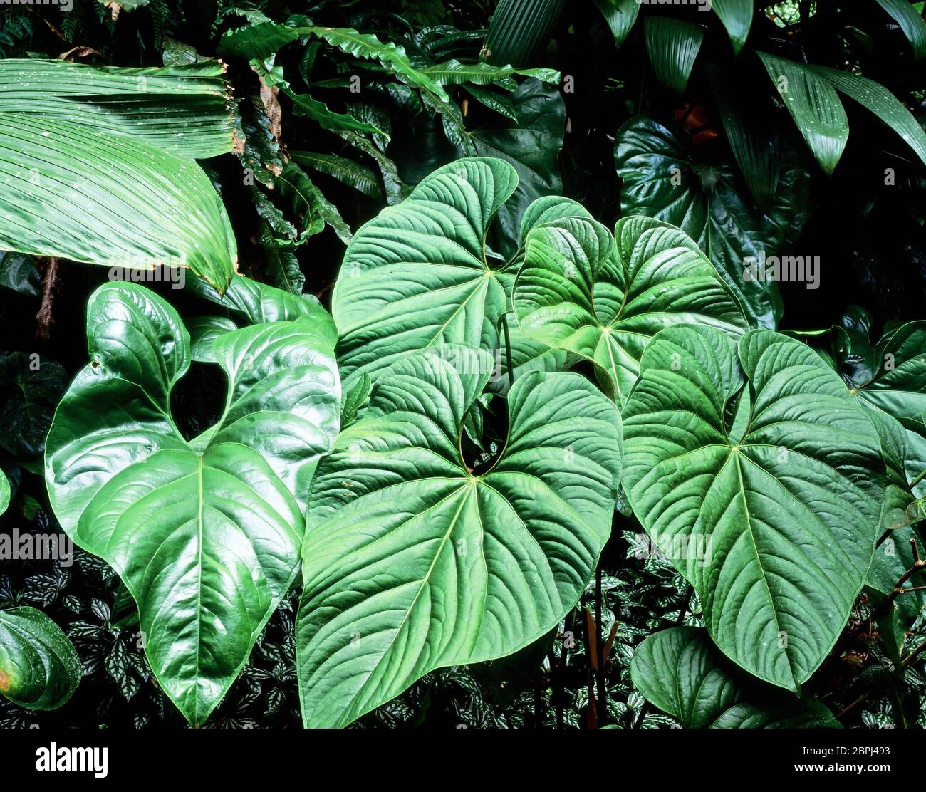 Foglie grandi di verde tropicale foresta pluviale pianta su Dominica nei Caraibi Foto Stock