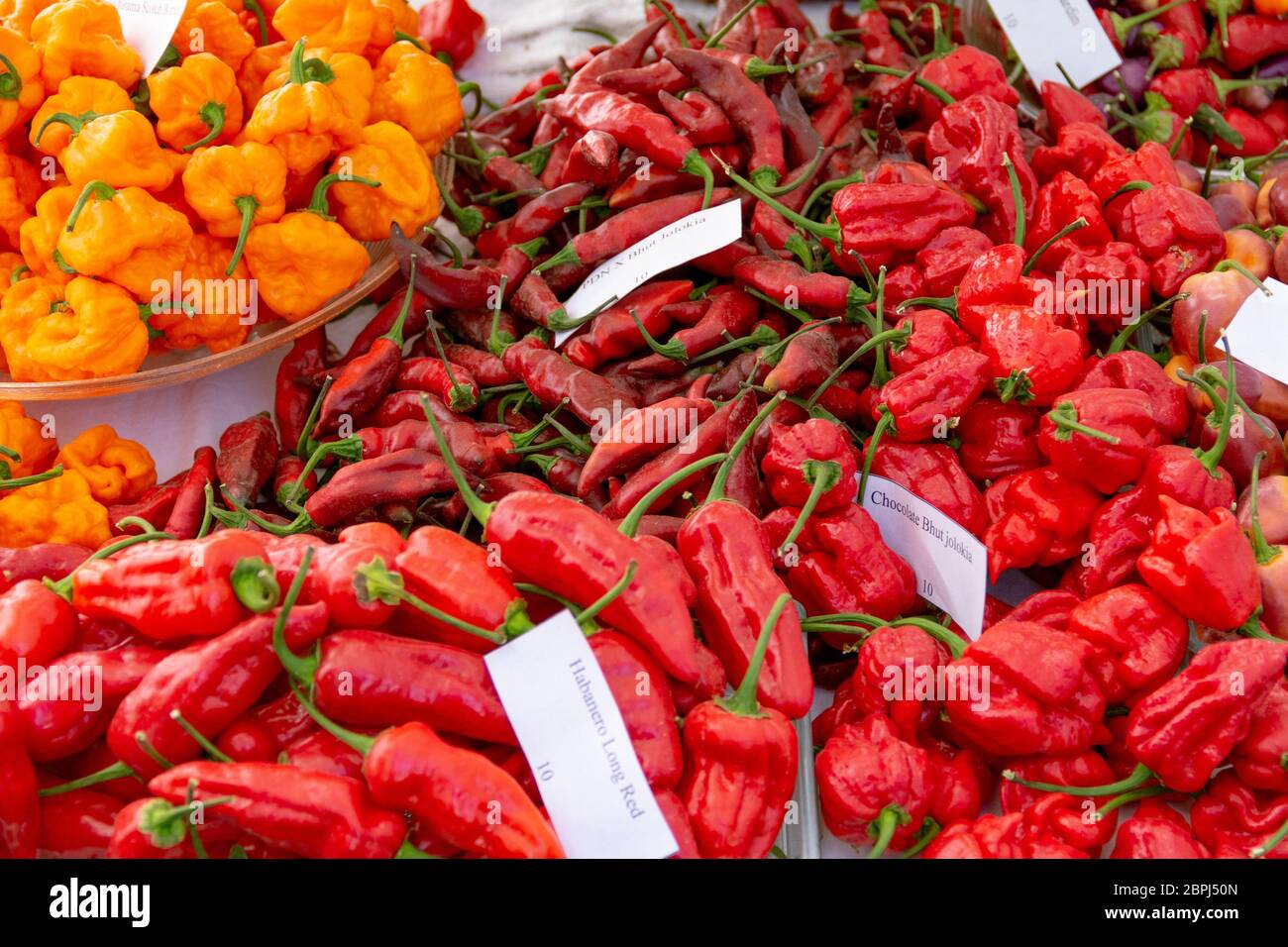 La disposizione delle diverse cultivar di peperoncino Foto Stock