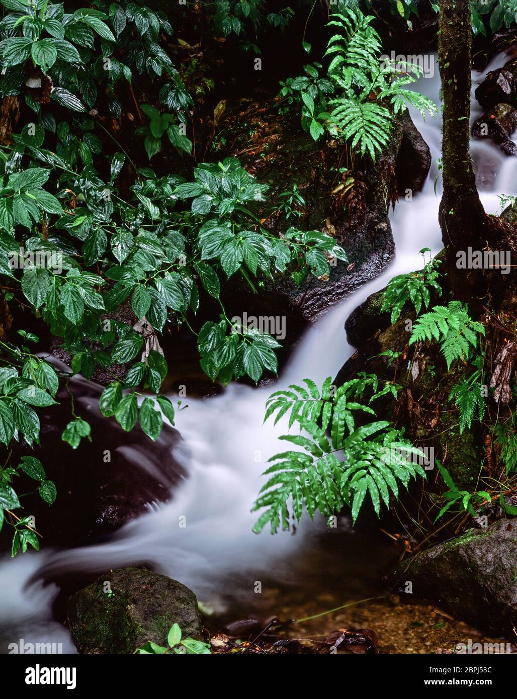 Piccola cascata nella verde lussureggiante foresta tropicale sull'isola caraibica di Dominica Foto Stock