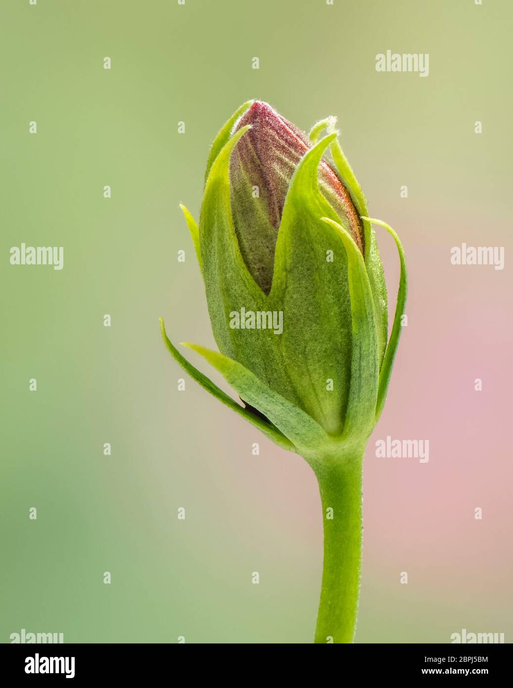 Primo piano di un singolo germoglio di fiori rossi di Hibiscus su sfondo verde Foto Stock