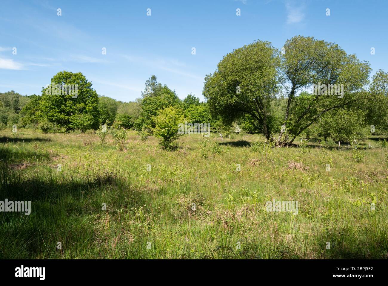 Vista della Eastern Clearing, un bosco di compensazione in Bentley Wood SSSI sul confine con l'Hampshire Wiltshire, Regno Unito, ottimo per farfalle e altri animali selvatici Foto Stock