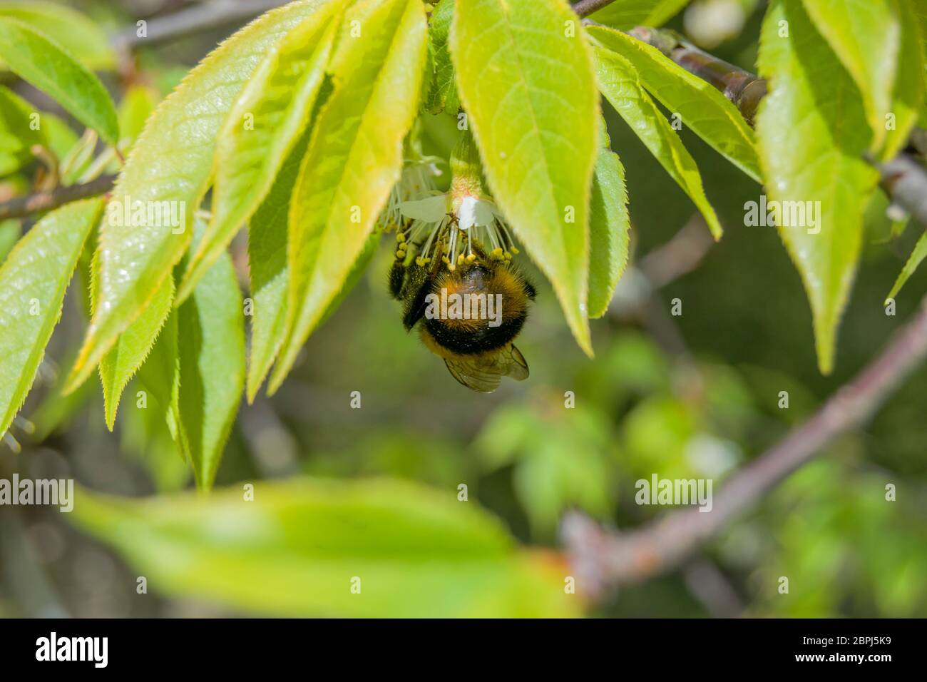 Ape bumble occupato che raccoglie polline Foto Stock