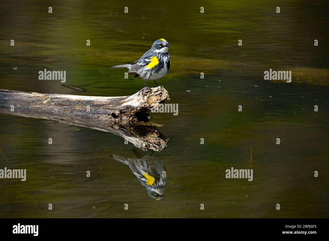 Un guerriero giallo-rumped 'Dendroica coronata', arroccato su un albero morto con la sua immagine che riflette sull'acqua calma lo stagno del castoro alla passerella vicina Foto Stock